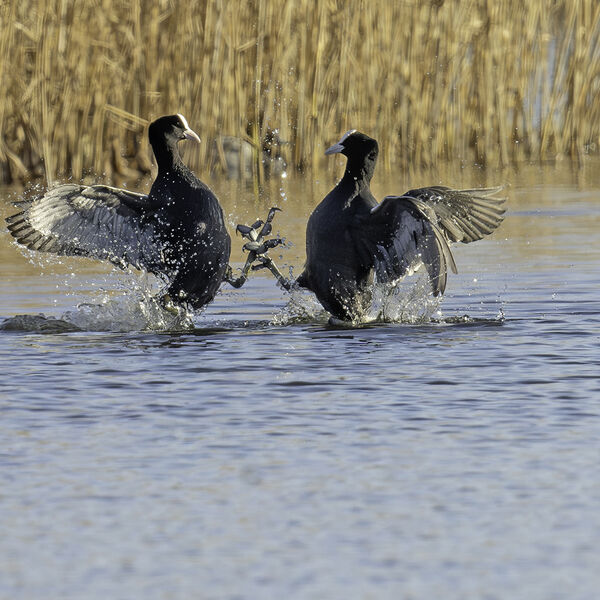Coots Fulica aura