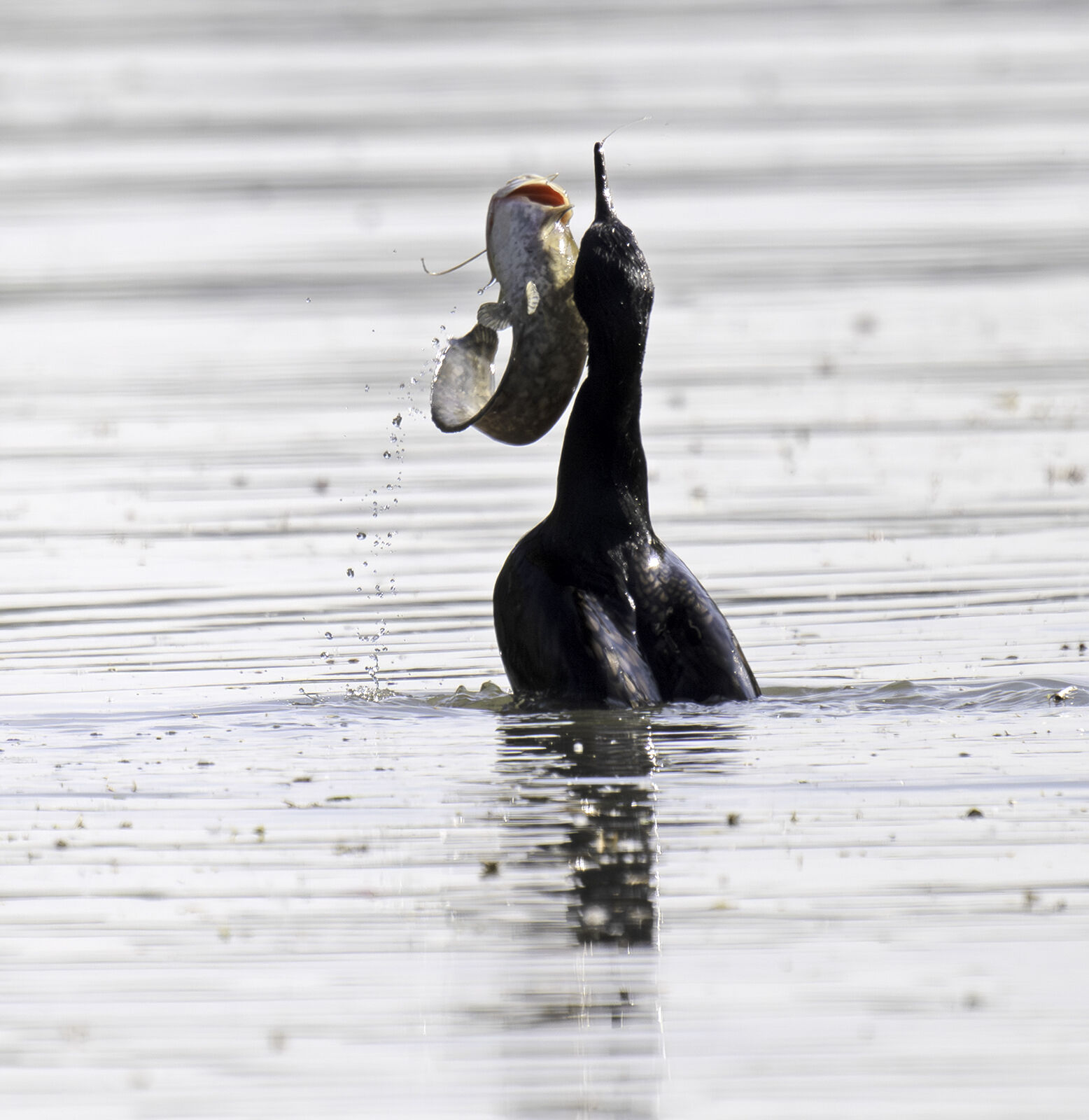 Cormorant Phalacrocorax carbo