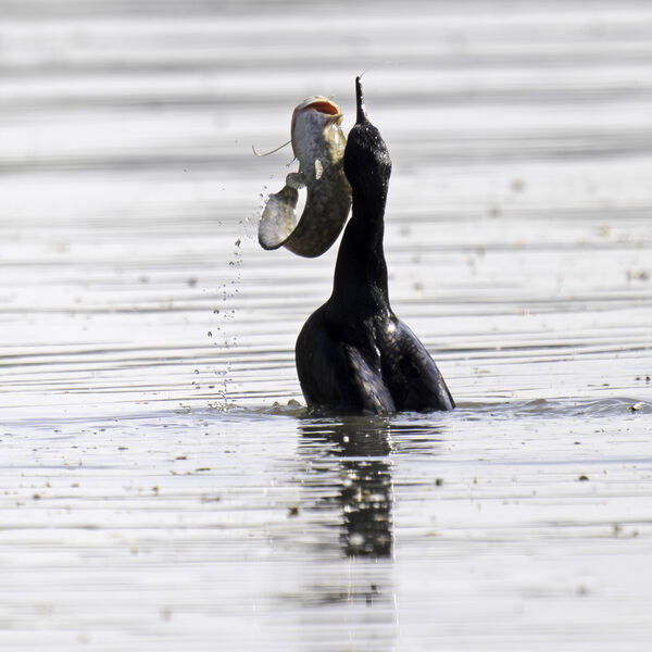 Cormorant Phalacrocorax carbo