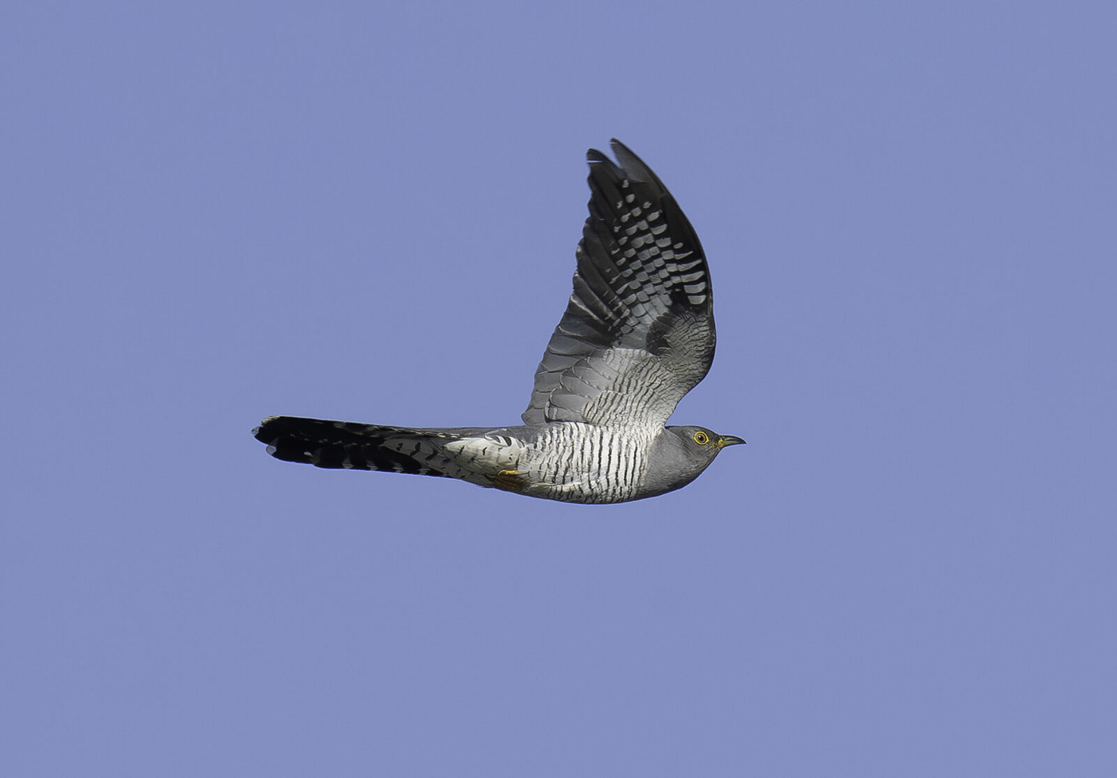 Cuckoo Cuculus canorus