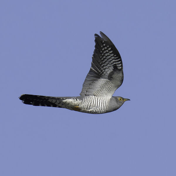 Cuckoo Cuculus canorus
