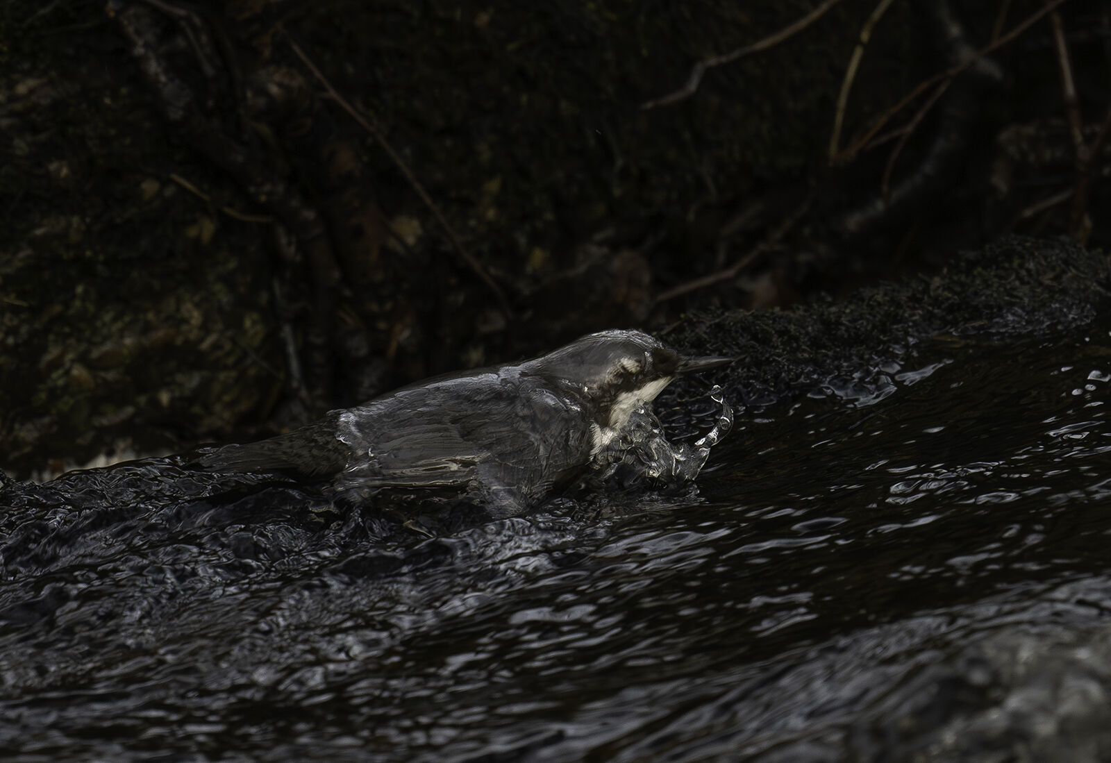 Dipper Cinclus cinclus