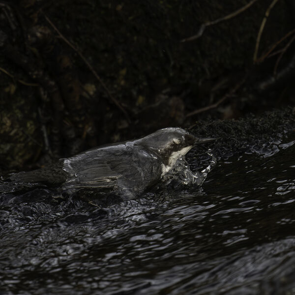 Dipper Cinclus cinclus