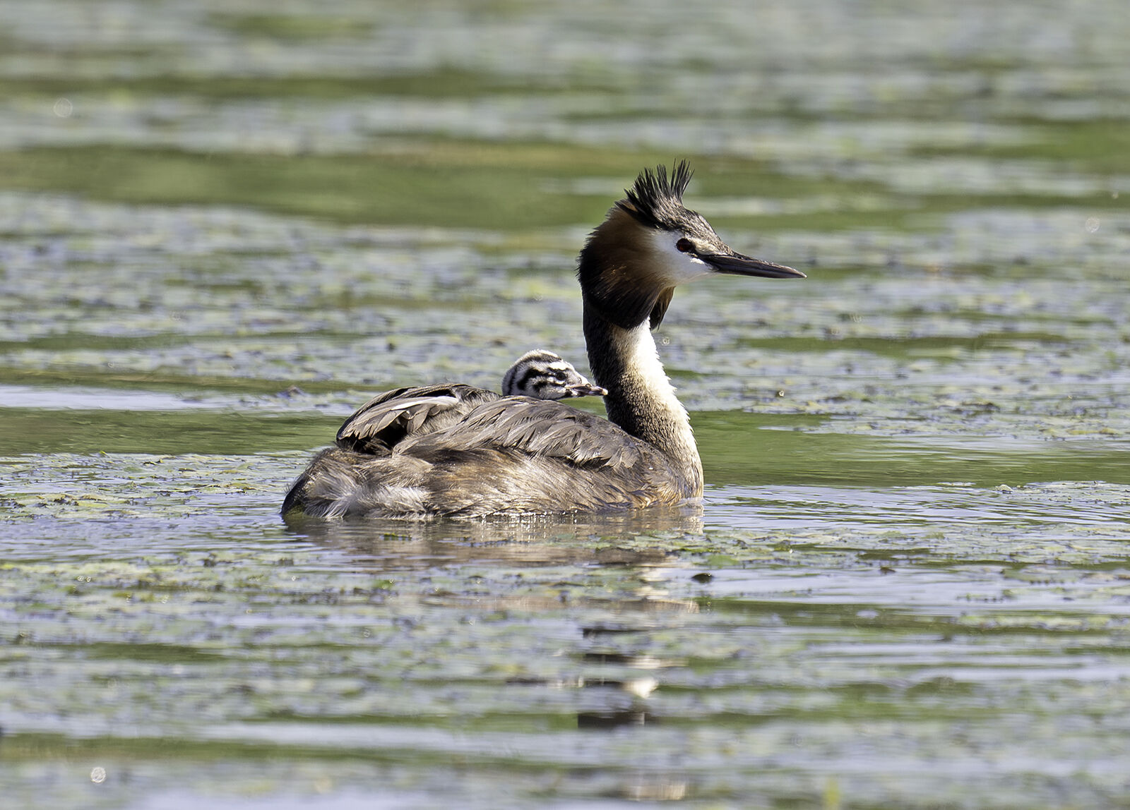 Great crested grebe Podiceps cristatus