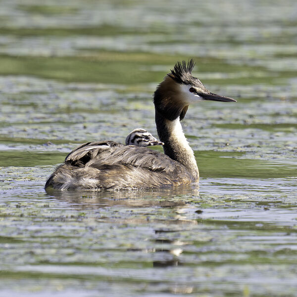 Great crested grebe Podiceps cristatus