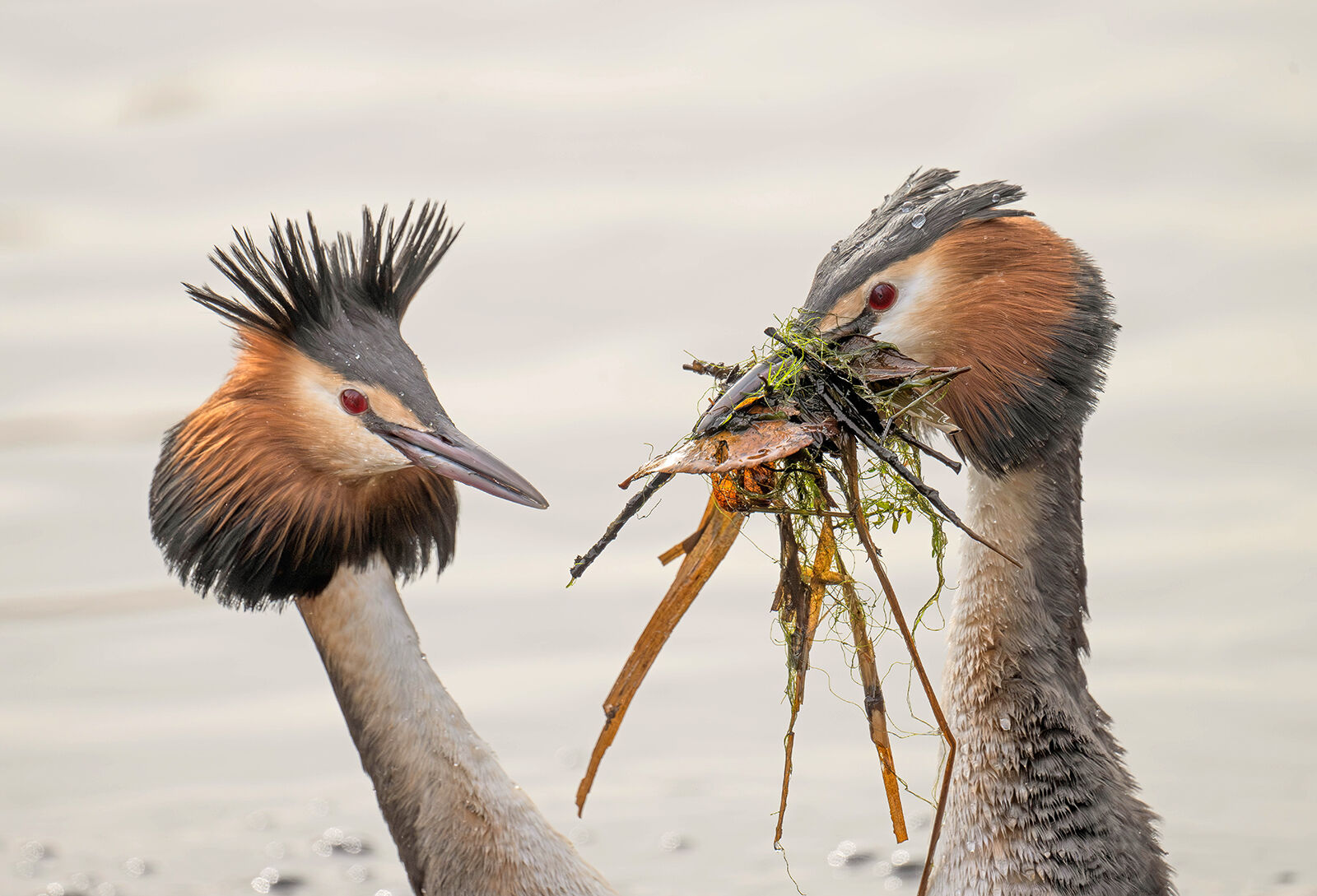 Great crested grebe Podiceps cristatus