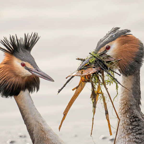 Great crested grebe Podiceps cristatus