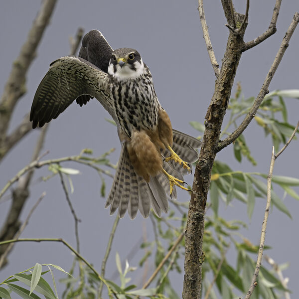 Hobby Falco subbuteo