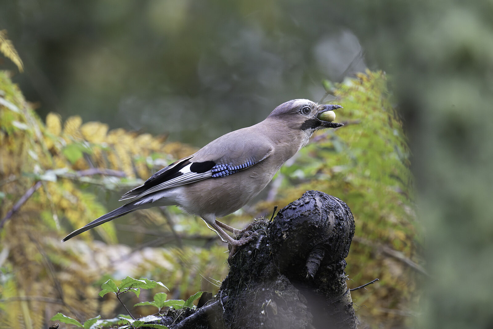 Jay Garrulus glandarius