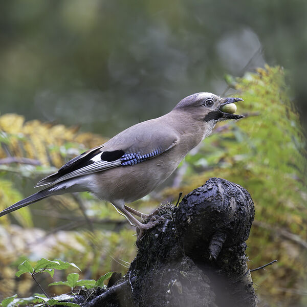 Jay Garrulus glandarius
