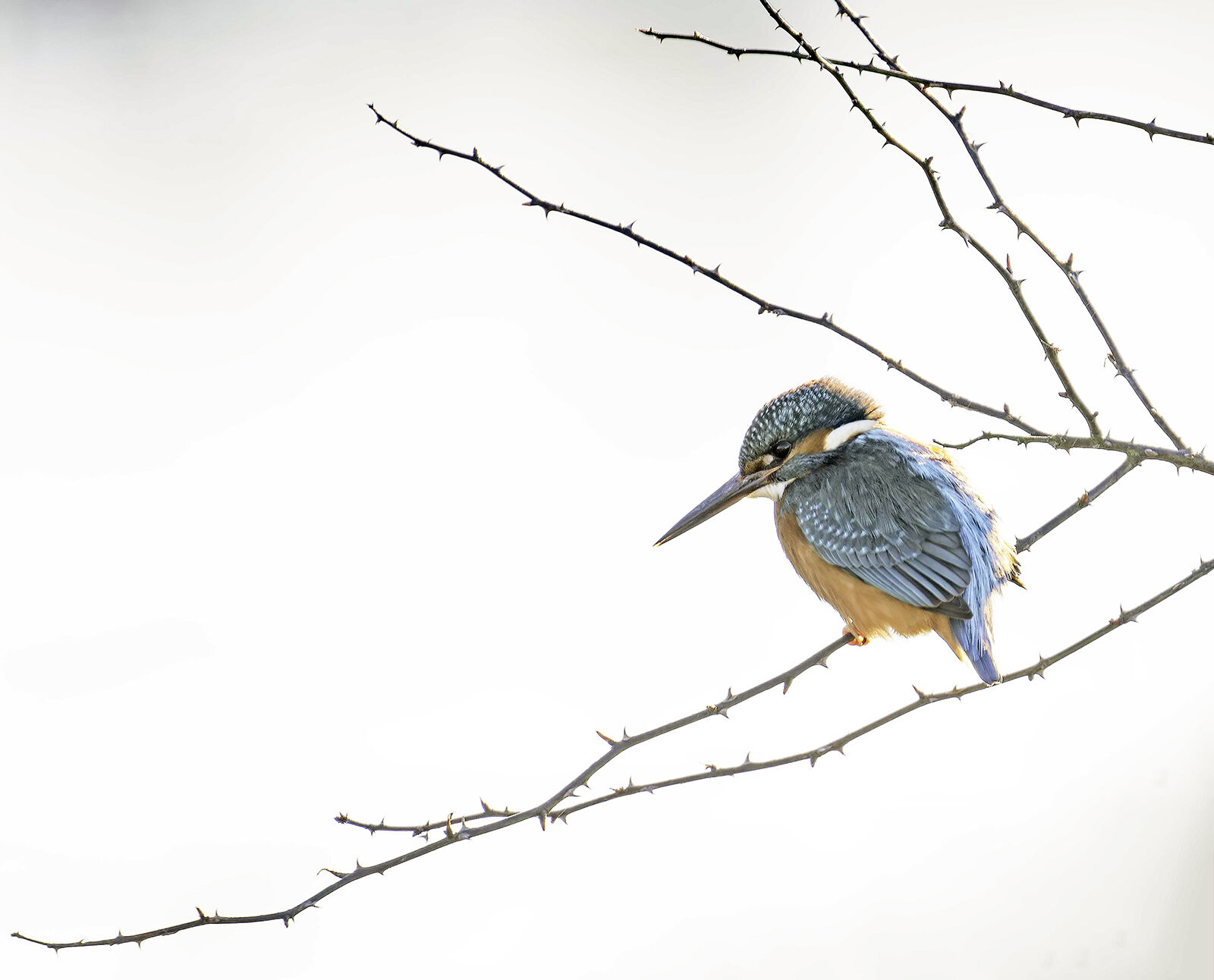 Kingfisher Alcedo athis