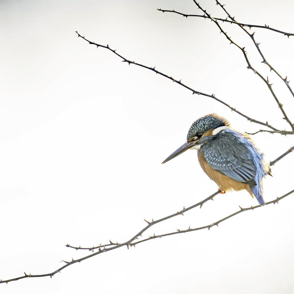 Kingfisher Alcedo athis