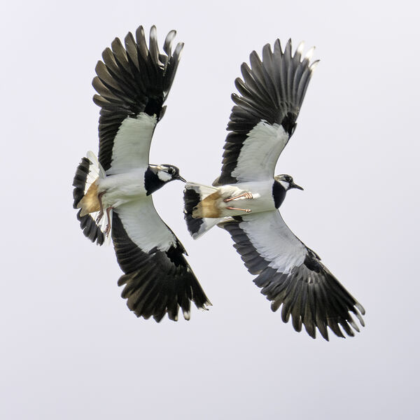 Lapwing Vanelis vanelis