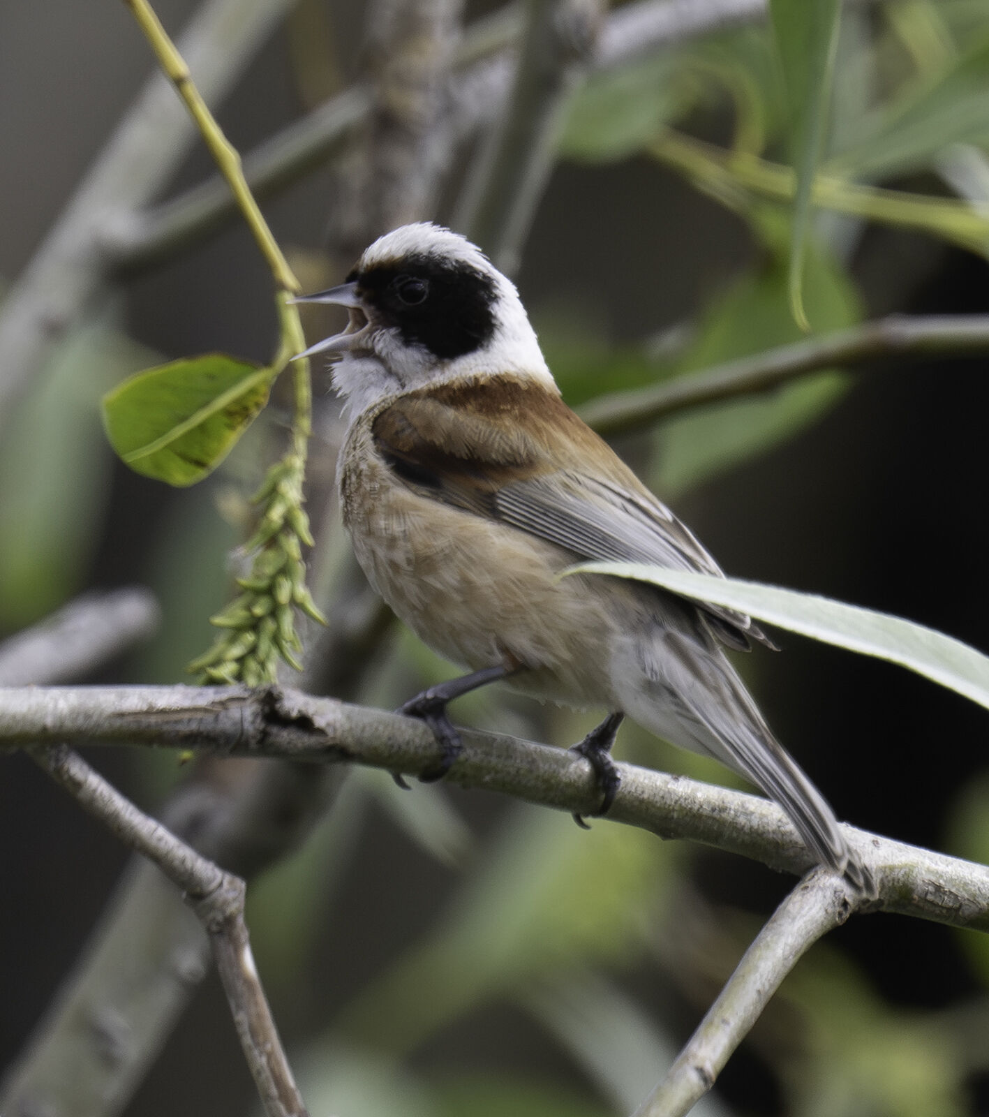 Eurasian penduline tit Remiz pendulinus