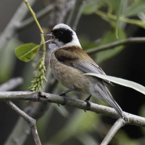 Eurasian penduline tit Remiz pendulinus