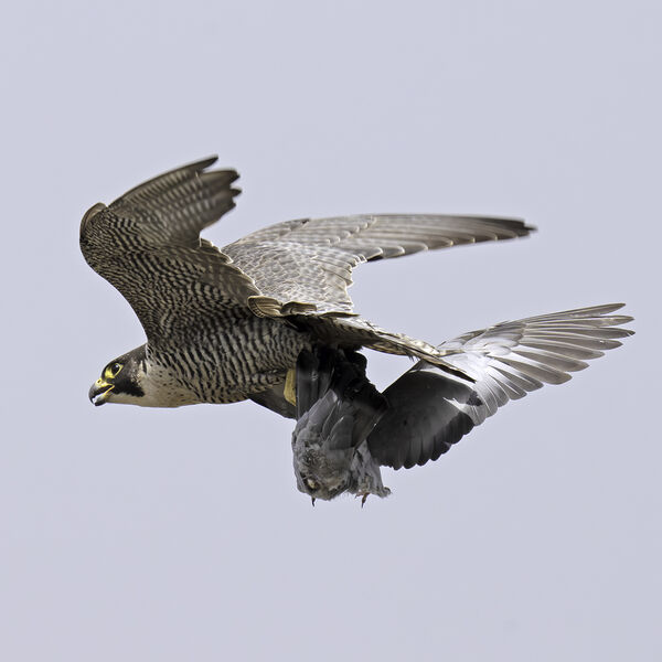 Peregrine falcon Falco peregrinus