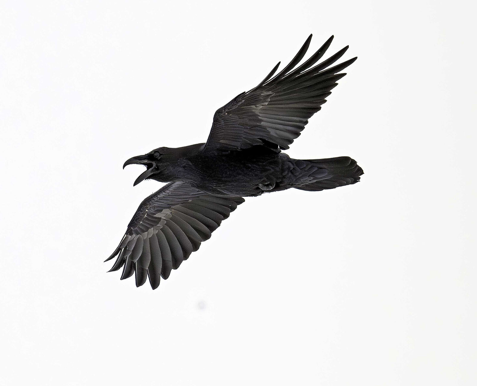 Raven Corvus corax Cairngorm Scotland