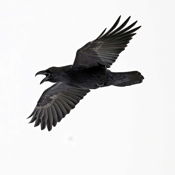 Raven Corvus corax Cairngorm Scotland