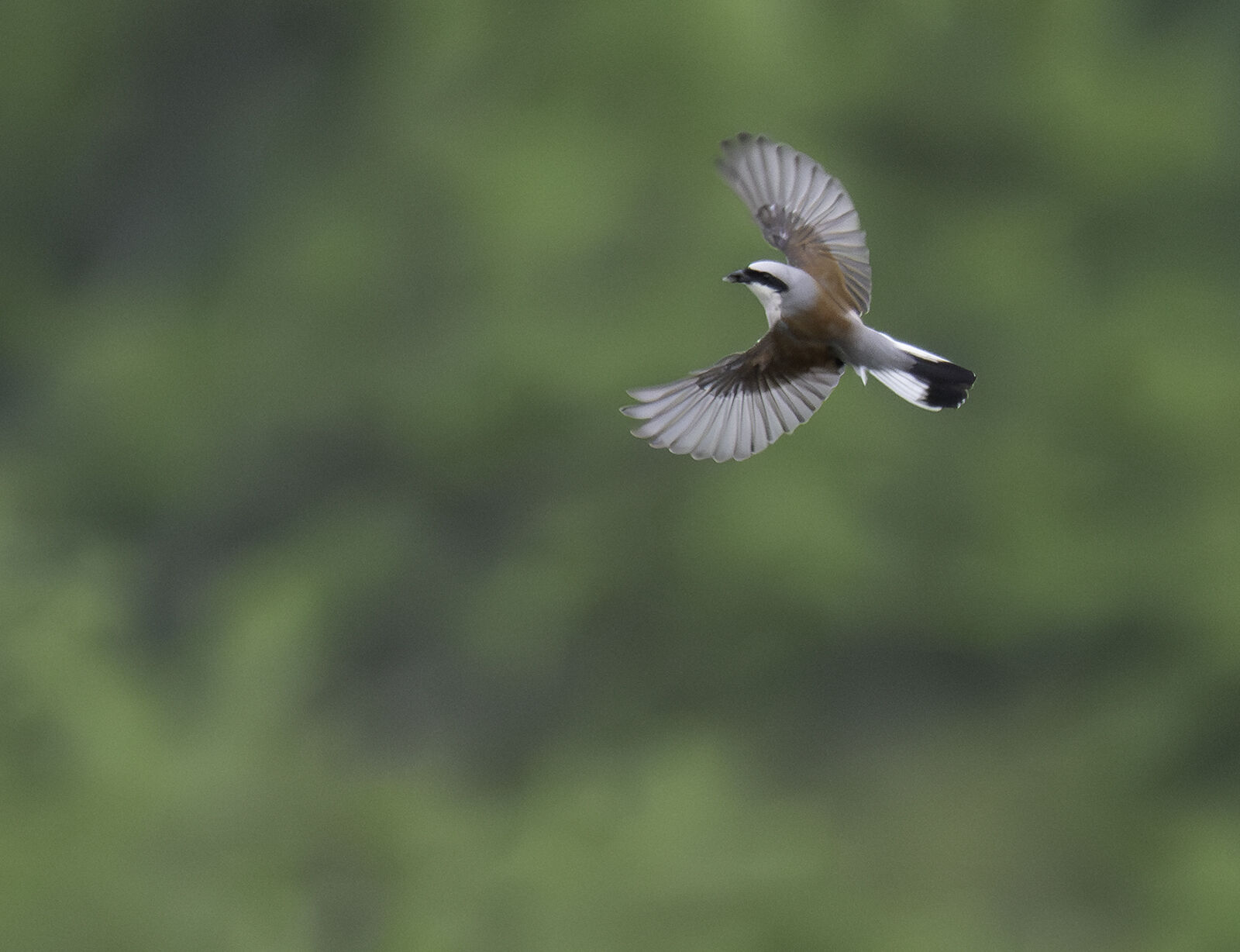 Red-backed shrike Lanius collurio