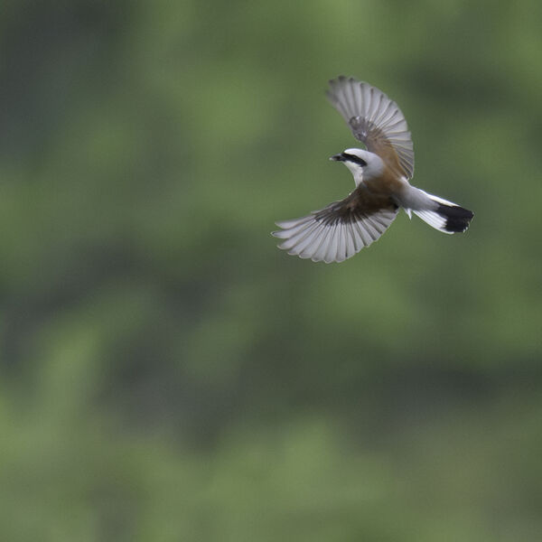 Red-backed shrike Lanius collurio