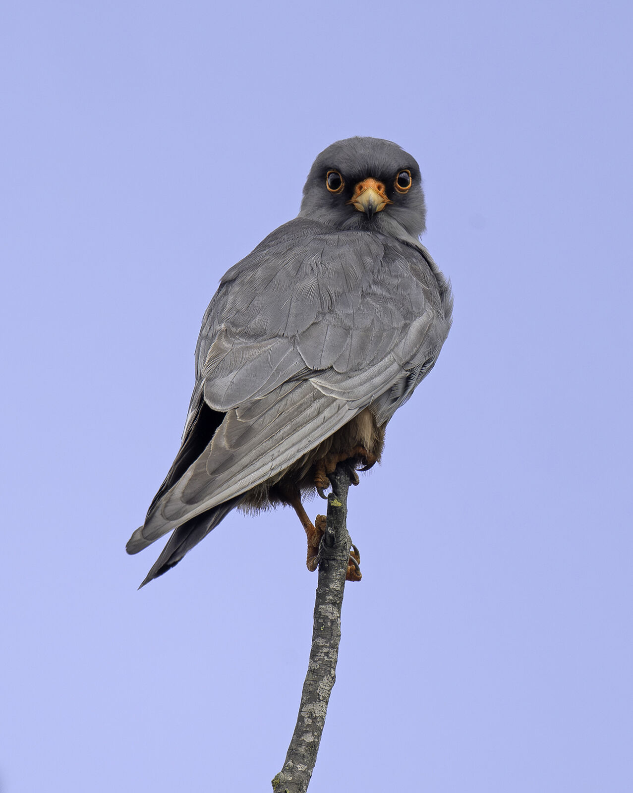 Red-footed Falcon Falco vespertinus