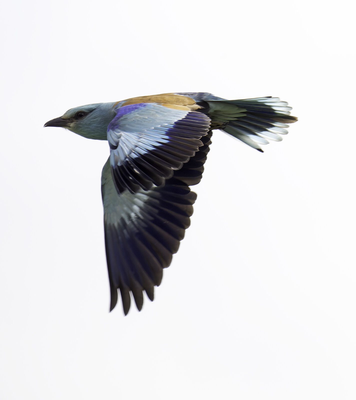 European Roller Coracias garrulus