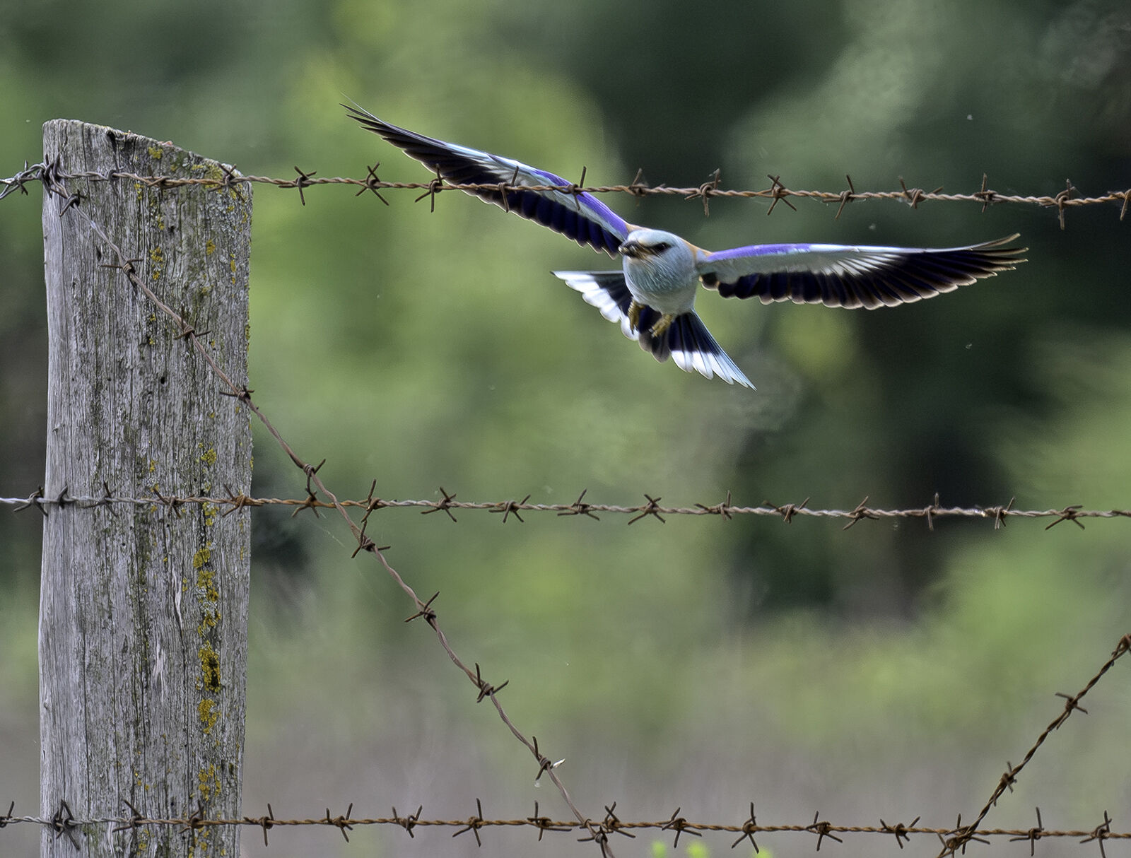 European Roller Coracias garrulus