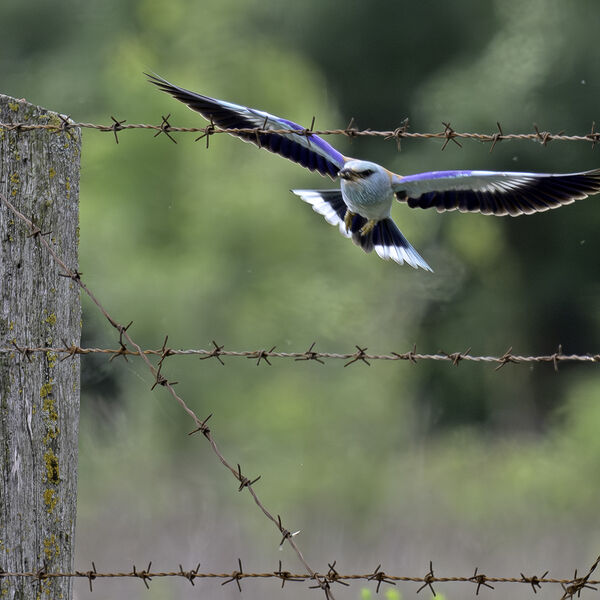 European Roller Coracias garrulus