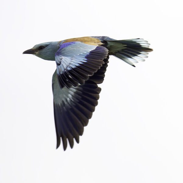 European Roller Coracias garrulus