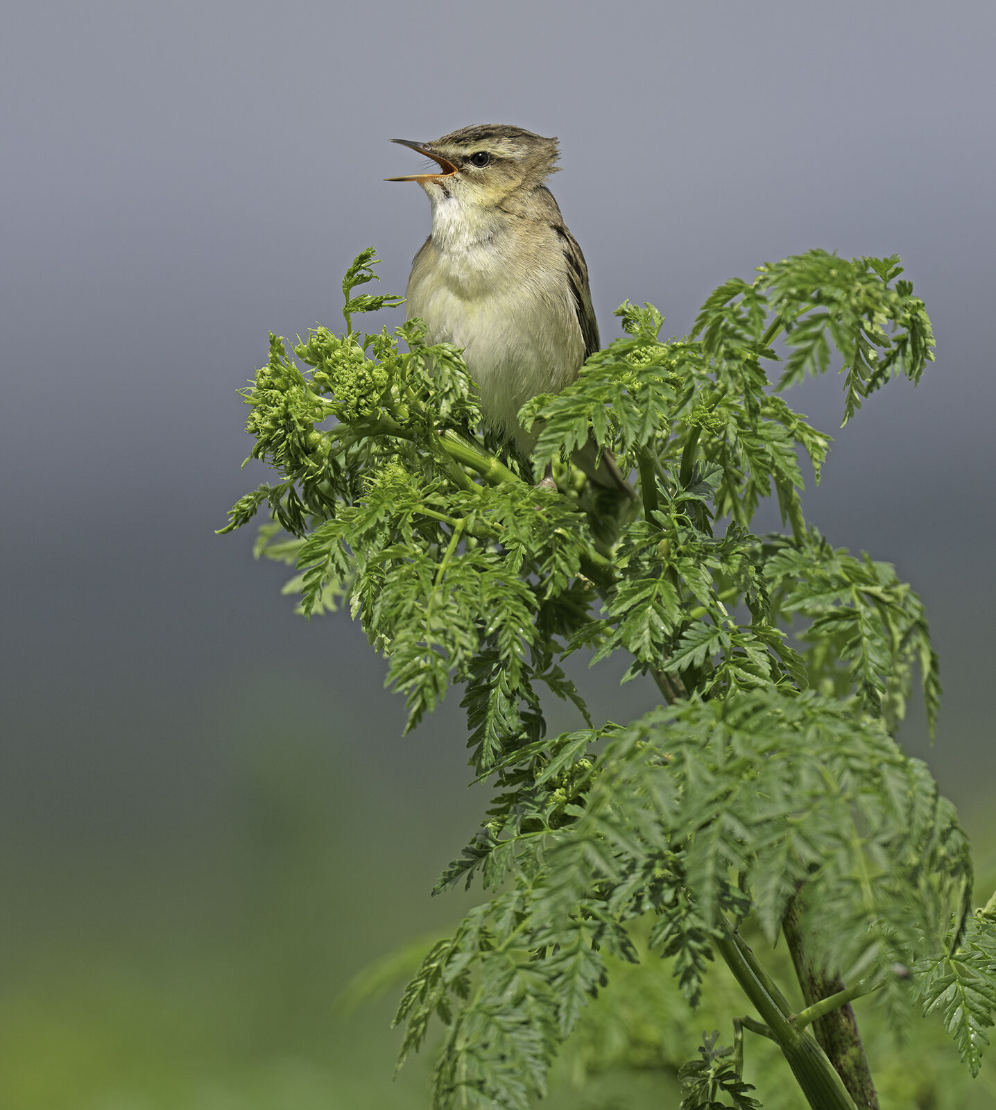 Sedge warbler Acrocephalus schoenobaenus;