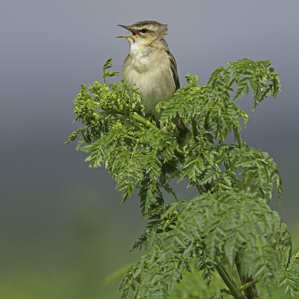 Sedge warbler Acrocephalus schoenobaenus;