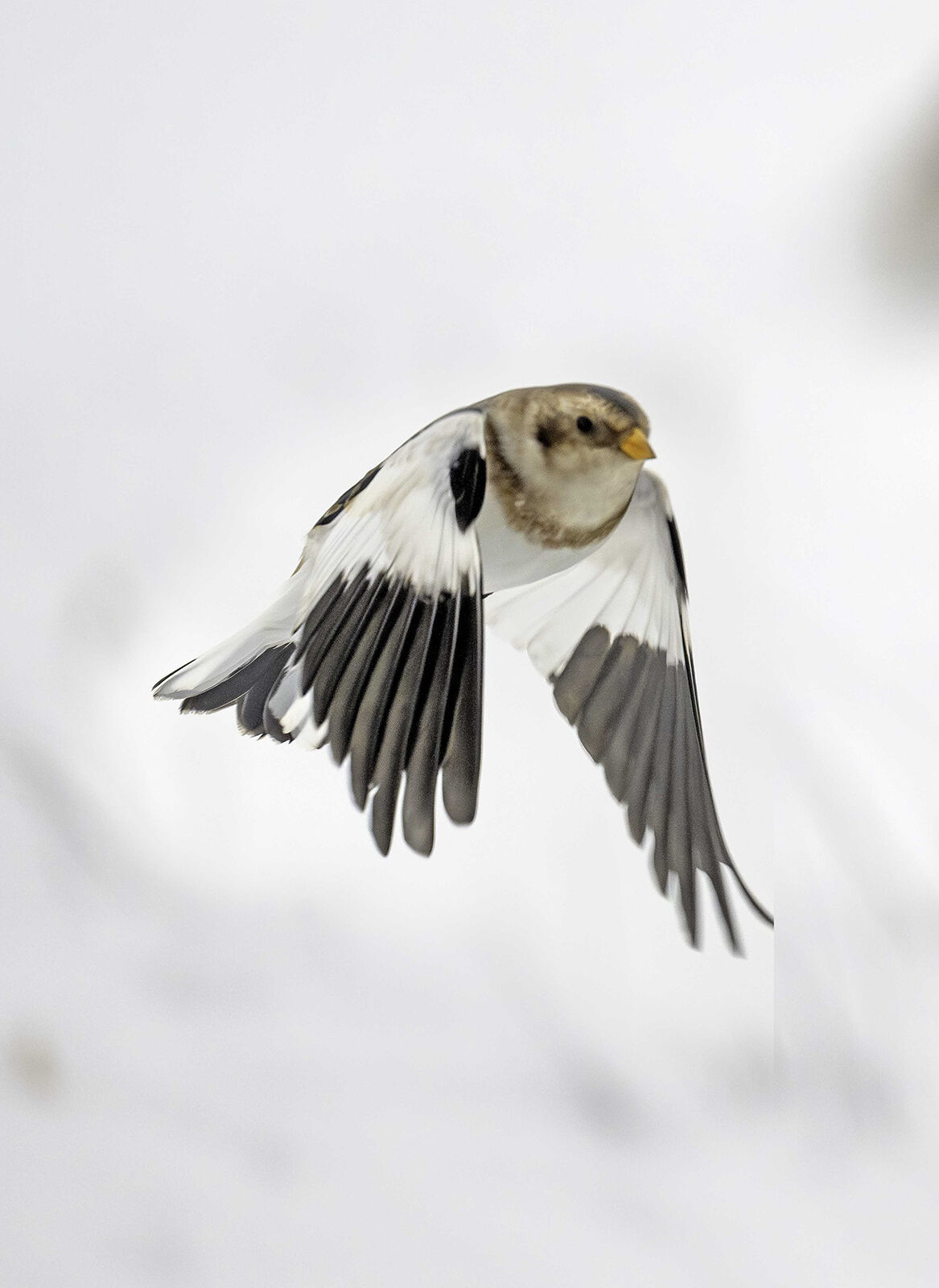 snow bunting Plectrophenax nivalis