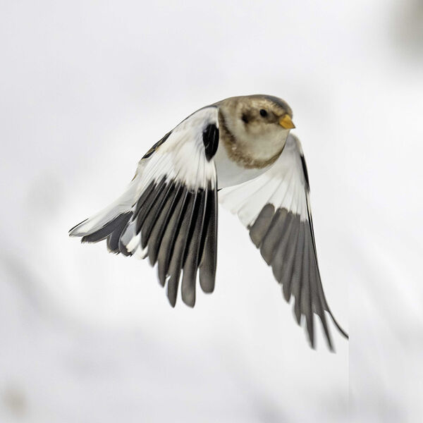 snow bunting Plectrophenax nivalis