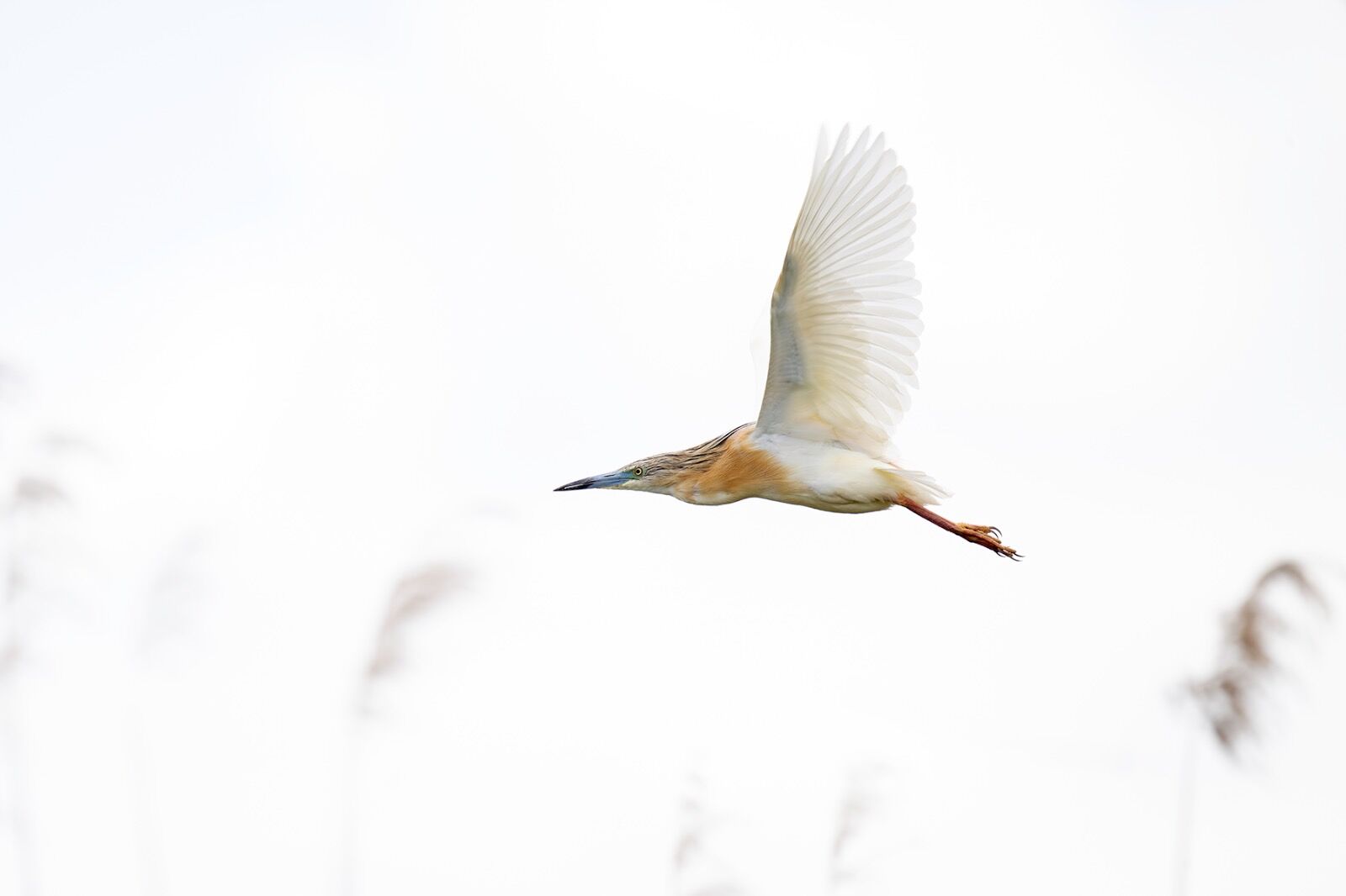 Squacco heron Ardeola ralloides