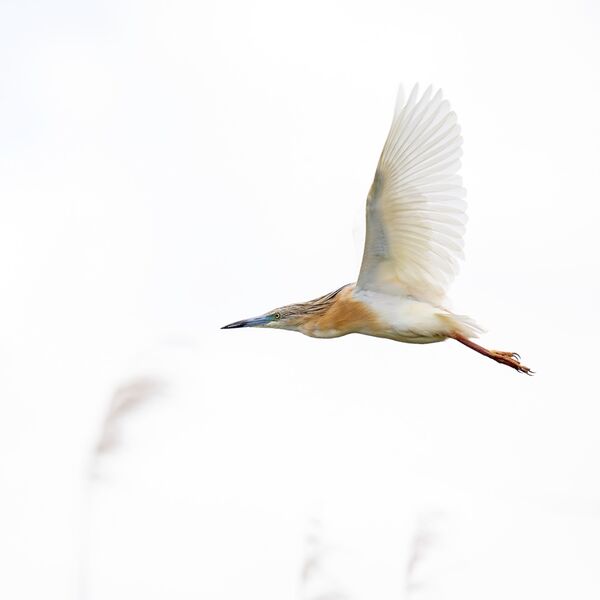 Squacco heron Ardeola ralloides