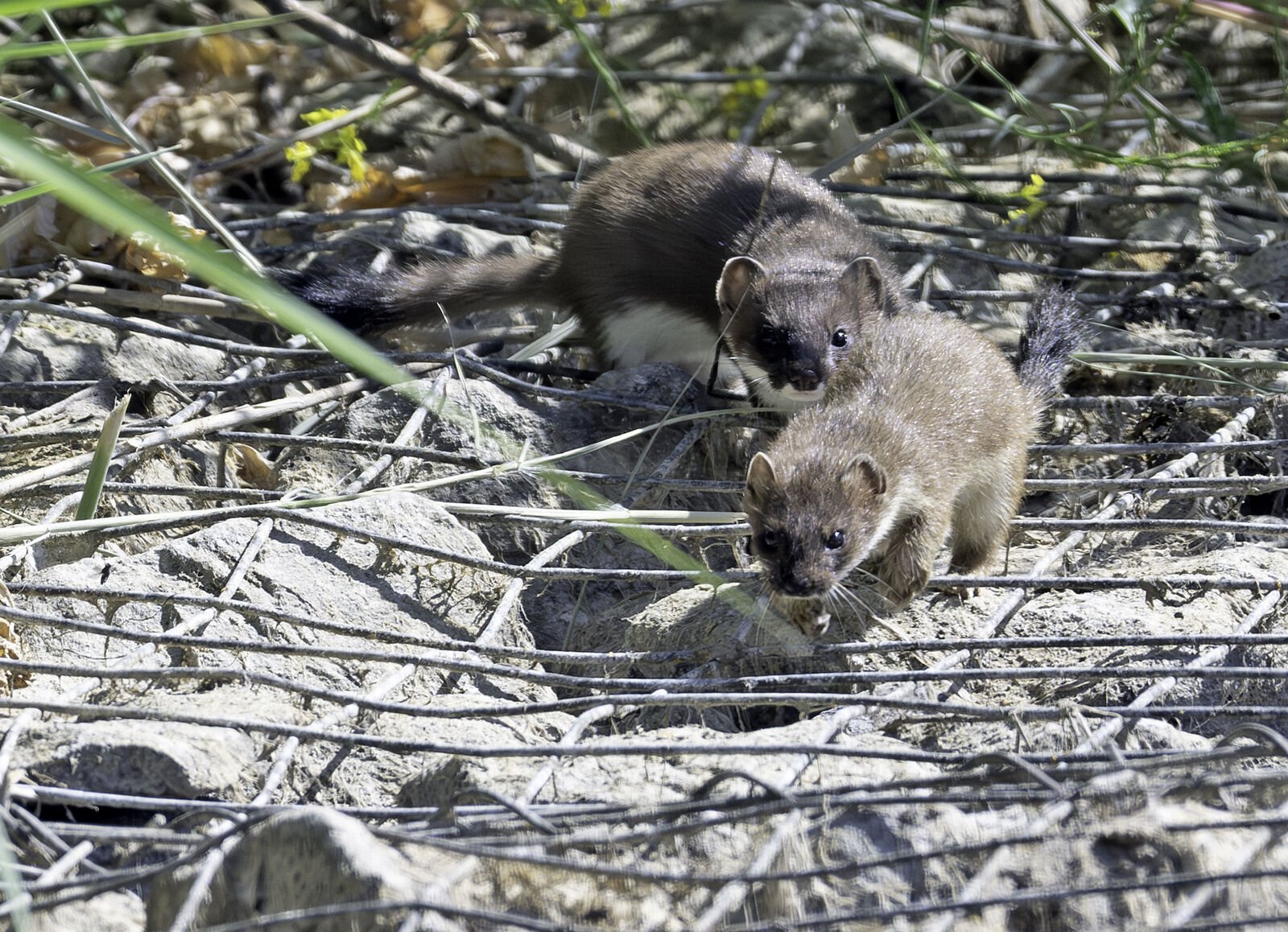 Stoat Mustela erminea