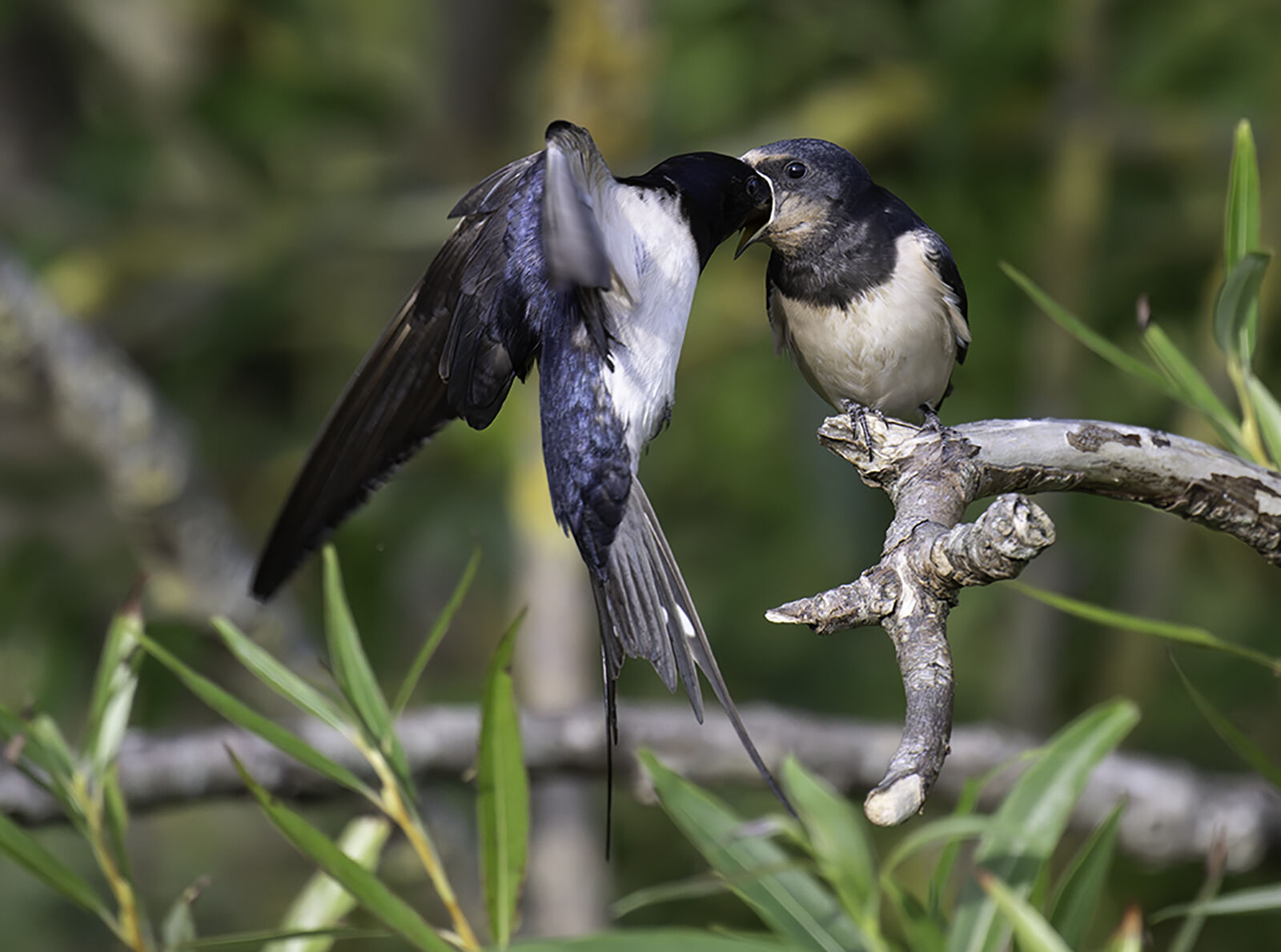 Swallow Hirundo rustica