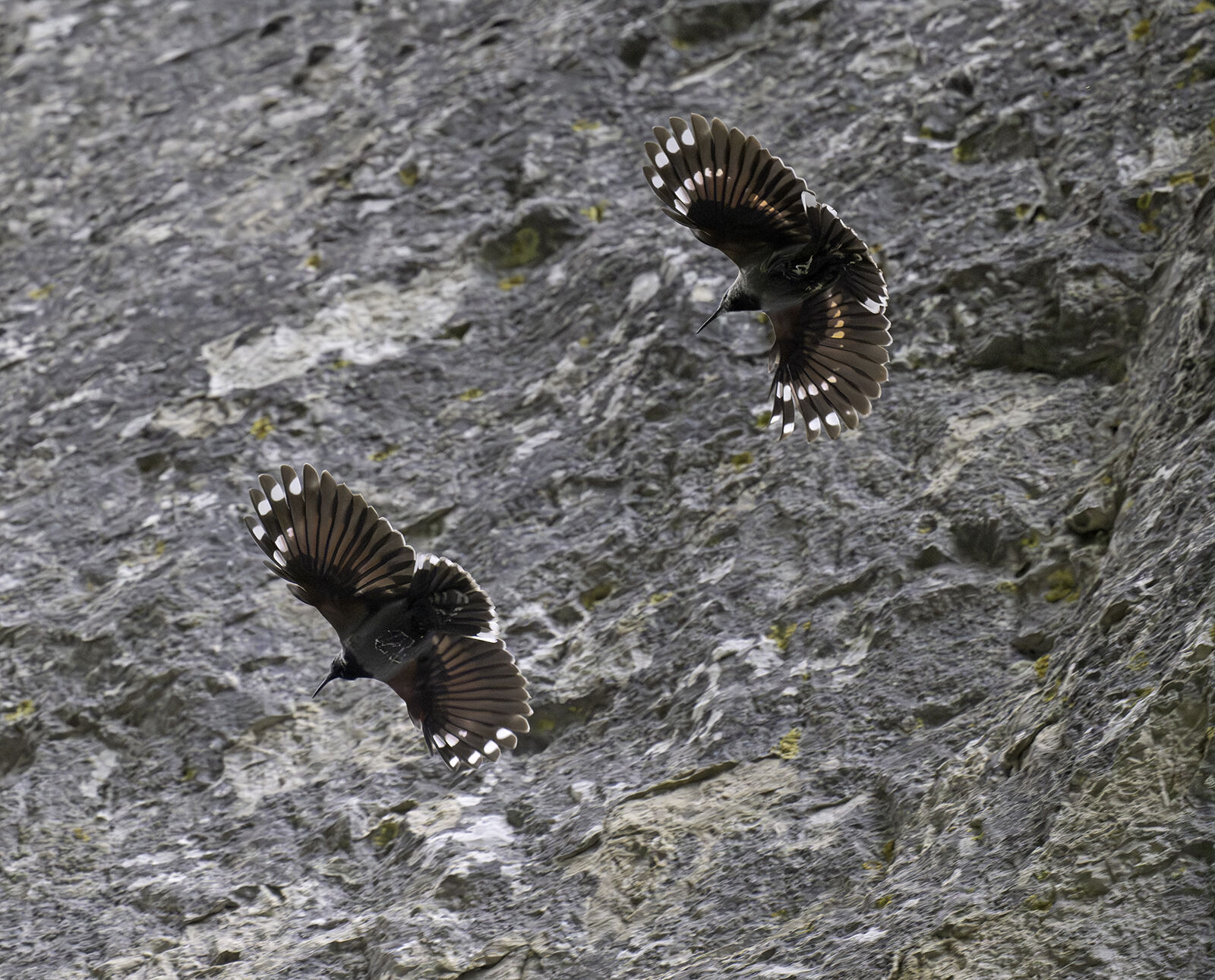 Wallcreeper Tichodroma muraria
