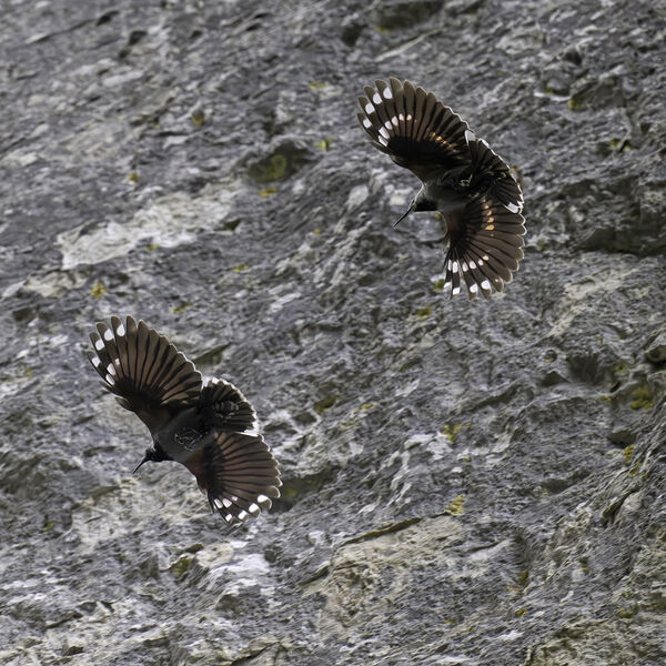 Wallcreeper Tichodroma muraria
