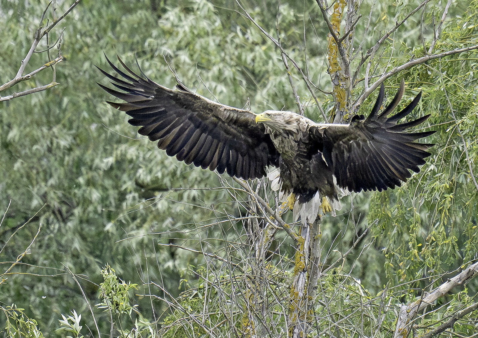 White-tailed Eagle Haliaeetus albicilla
