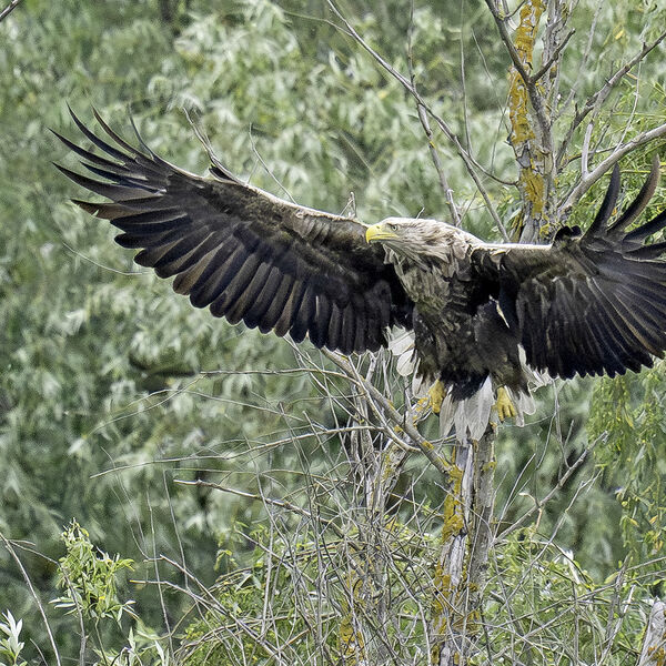White-tailed Eagle Haliaeetus albicilla