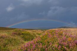 Dartmoor rainbow