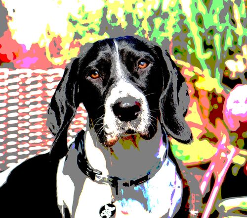 Posterised Dog