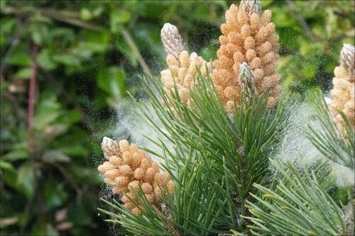Pine Tree Pollen