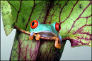 Tree Frog