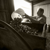 Indicknowle Cider Farm, Devon