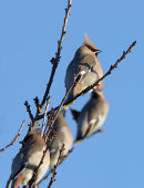 Waxwings at Chepstow