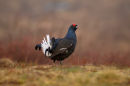 Black Grouse at Craig Meagaidh