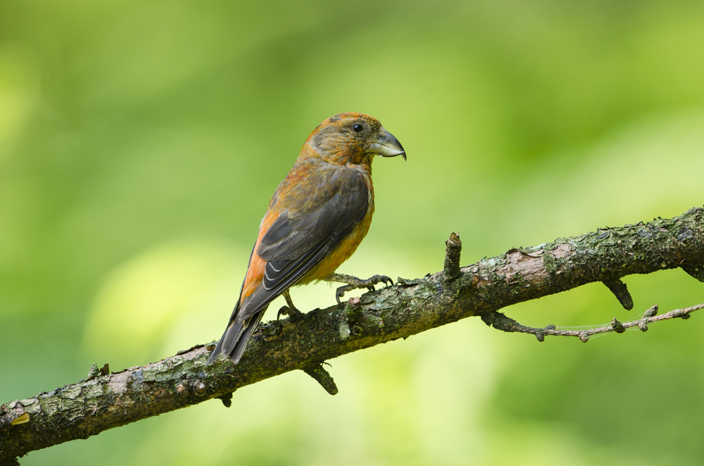 Male Crossbill