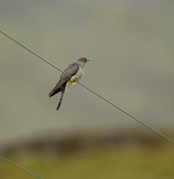 Cuckoo